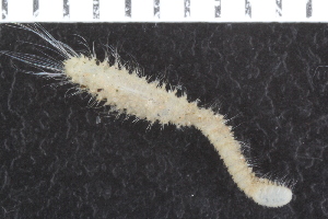  ( - ZMBN_123783)  @11 [ ] CreativeCommons - Attribution Non-Commercial Share-Alike (2018) University of Bergen Natural History Collections