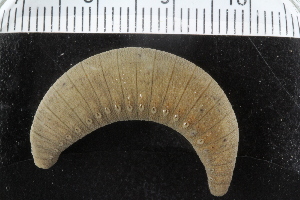  ( - ZMBN_123787)  @11 [ ] CreativeCommons - Attribution Non-Commercial Share-Alike (2018) University of Bergen Natural History Collections