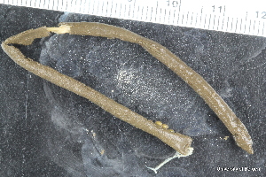  ( - ZMBN_126589)  @11 [ ] CreativeCommons - Attribution Non-Commercial Share-Alike (2019) University of Bergen Natural History Collections