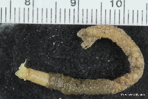 ( - ZMBN_126592)  @11 [ ] CreativeCommons - Attribution Non-Commercial Share-Alike (2019) University of Bergen Natural History Collections