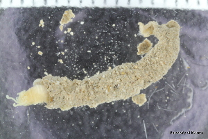  ( - ZMBN_126593)  @11 [ ] CreativeCommons - Attribution Non-Commercial Share-Alike (2019) University of Bergen Natural History Collections