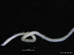  (Levinsenia sp. 2 - ZMBN_126844)  @11 [ ] CreativeCommons - Attribution Non-Commercial Share-Alike (2019) University of Bergen Natural History Collections