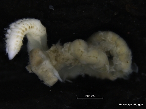  (Aricidea (Acmira) sp. JL-3 - ZMBN_126894)  @11 [ ] CreativeCommons - Attribution Non-Commercial Share-Alike (2019) University of Bergen Natural History Collections