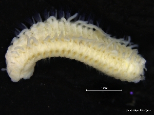  (Aricidea simonae - ZMBN_126911)  @11 [ ] CreativeCommons - Attribution Non-Commercial Share-Alike (2019) University of Bergen Natural History Collections