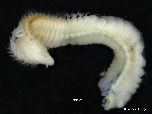  (Aricidea cf. albatrossa - ZMBN_126915)  @11 [ ] CreativeCommons - Attribution Non-Commercial Share-Alike (2019) University of Bergen Natural History Collections