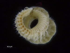  (Aricidea catherinae - ZMBN_95784)  @13 [ ] CreativeCommons - Attribution Non-Commercial Share-Alike (2014) University of Bergen University of Bergen, Natural History Collections