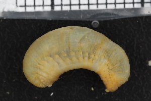  ( - ZMBN_95881)  @11 [ ] CreativeCommons - Attribution Non-Commercial Share-Alike (2015) University of Bergen University of Bergen, Natural History Collections