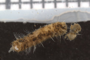  (Pherusa falcata - ZMBN_95903)  @11 [ ] CreativeCommons - Attribution Non-Commercial Share-Alike (2015) University of Bergen University of Bergen, Natural History Collections