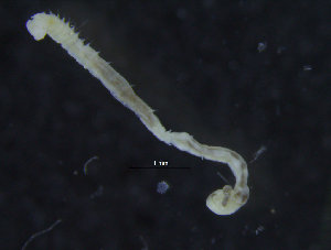  ( - ZMBN_95917)  @11 [ ] CreativeCommons - Attribution Non-Commercial Share-Alike (2015) University of Bergen University of Bergen, Natural History Collections