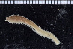  ( - ZMBN_98501)  @11 [ ] CreativeCommons - Attribution Non-Commercial Share-Alike (2015) UoB, Norway University of Bergen, Natural History Collections