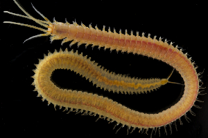  ( - ZMBN_104731)  @11 [ ] CreativeCommons - Attribution Non-Commercial Share-Alike (2015) UoB, Norway University of Bergen, Natural History Collections