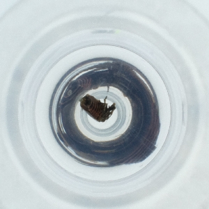  ( - POMS_053_E3)  @11 [ ] by  Genome Research Ltd as Wellcome Sanger Institute Genome Research Limited operating as Wellcome Sanger Institute