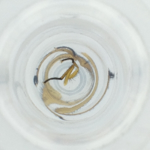  ( - POMS_066_F5)  @11 [ ] by  Genome Research Ltd as Wellcome Sanger Institute Genome Research Limited operating as Wellcome Sanger Institute