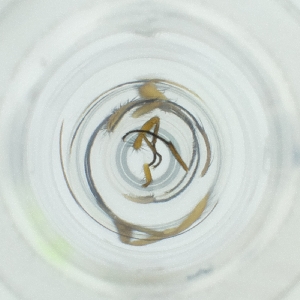  ( - POMS_071_F11)  @11 [ ] by  Genome Research Ltd as Wellcome Sanger Institute Genome Research Limited operating as Wellcome Sanger Institute