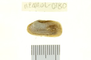  ( - 11ECMOL-0380)  @13 [ ] CreativeCommons - Attribution  Unspecified Centre for Biodiversity Genomics