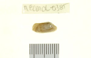  ( - 11ECMOL-0385)  @13 [ ] CreativeCommons - Attribution  Unspecified Centre for Biodiversity Genomics