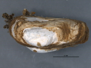  ( - BIOUG09922-H08)  @13 [ ] CreativeCommons - Attribution (2014) CBG Photography Group Centre for Biodiversity Genomics