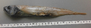  (Lyconus - PCB014)  @11 [ ] Unspecified (default): All Rights Reserved  Unspecified Unspecified