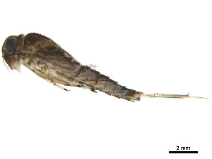  ( - CCDB-33288-E04)  @11 [ ] CreativeCommons - Attribution (2019) CBG Photography Group Centre for Biodiversity Genomics