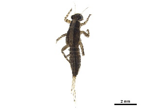  ( - CCDB-33288-G04)  @11 [ ] CreativeCommons - Attribution (2019) CBG Photography Group Centre for Biodiversity Genomics