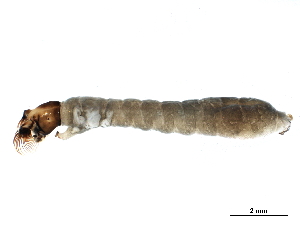  ( - CCDB-33289-D05)  @12 [ ] CreativeCommons - Attribution (2019) CBG Photography Group Centre for Biodiversity Genomics