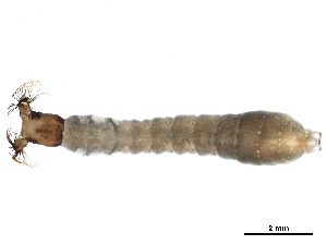 ( - CCDB-33289-D06)  @12 [ ] CreativeCommons - Attribution (2019) CBG Photography Group Centre for Biodiversity Genomics