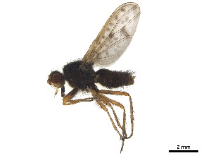  ( - CCDB-33290-C01)  @11 [ ] CreativeCommons - Attribution (2019) CBG Photography Group Centre for Biodiversity Genomics