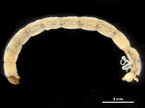  ( - CCDB-33290-E04)  @12 [ ] CreativeCommons - Attribution (2019) CBG Photography Group Centre for Biodiversity Genomics