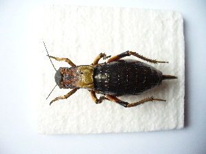  ( - 02DRAGO_E06)  @14 [ ] Copyright  G. Blagoev 2010 Unspecified