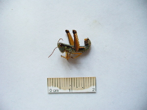  ( - 03DRAGO_B03)  @12 [ ] Copyright  G. Blagoev 2010 Unspecified