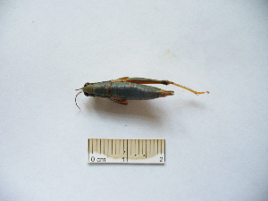  ( - 03DRAGO_B04)  @12 [ ] Copyright  G. Blagoev 2010 Unspecified