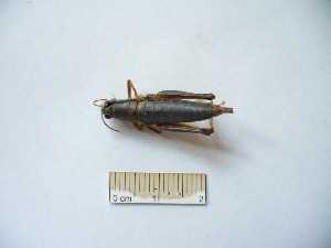  ( - 03DRAGO_B05)  @12 [ ] Copyright  G. Blagoev 2010 Unspecified