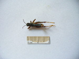  ( - 03DRAGO_B06)  @12 [ ] Copyright  G. Blagoev 2010 Unspecified
