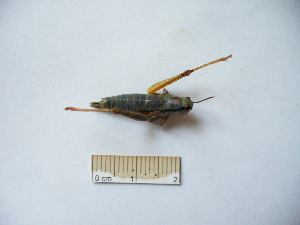  ( - 03DRAGO_B07)  @12 [ ] Copyright  G. Blagoev 2010 Unspecified