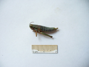  ( - 03DRAGO_B08)  @12 [ ] Copyright  G. Blagoev 2010 Unspecified