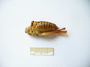  ( - 03DRAGO_D05)  @11 [ ] Copyright  G. Blagoev 2010 Unspecified