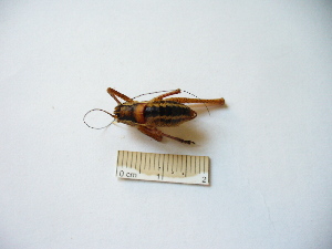  ( - 03DRAGO_D09)  @11 [ ] Copyright  G. Blagoev 2010 Unspecified