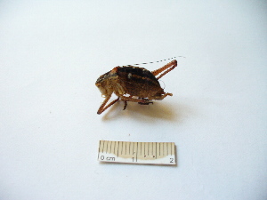  ( - 03DRAGO_D10)  @11 [ ] Copyright  G. Blagoev 2010 Unspecified