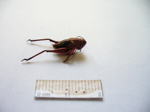  ( - 03DRAGO_G02)  @12 [ ] Copyright  G. Blagoev 2010 Unspecified