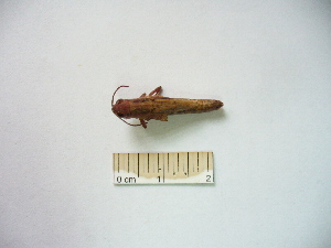  ( - 04DRAGO_A06)  @12 [ ] Copyright  G. Blagoev 2010 Unspecified