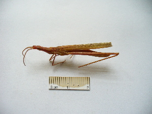  (Acrida ungarica - 04DRAGO_D05)  @14 [ ] Copyright  G. Blagoev 2010 Unspecified
