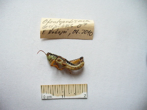  ( - 04DRAGO_H11)  @12 [ ] Copyright  G. Blagoev 2010 Unspecified