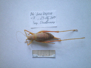  (Isophya rectipennis - 05DRAGO_F10)  @13 [ ] Copyright  G. Blagoev 2010 Unspecified