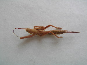  ( - 06DRAGO_F05)  @12 [ ] Copyright  G. Blagoev 2010 Unspecified