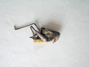  ( - 06DRAGO_G04)  @12 [ ] Copyright  G. Blagoev 2010 Unspecified