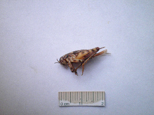  ( - 06DRAGO_H01)  @12 [ ] Copyright  G. Blagoev 2010 Unspecified