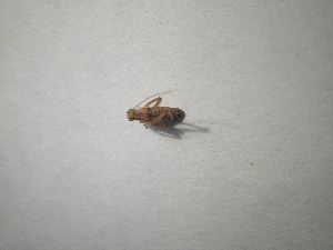  ( - CCDB-11144-E03)  @11 [ ] Copyright  G. Blagoev 2011 Unspecified