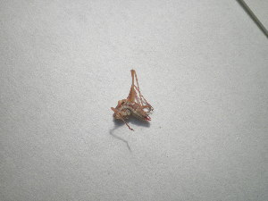  ( - CCDB-11144-E04)  @11 [ ] Copyright  G. Blagoev 2011 Unspecified