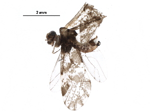  ( - BIOUG20983-H06)  @14 [ ] CreativeCommons - Attribution (2016) CBG Photography Group Centre for Biodiversity Genomics