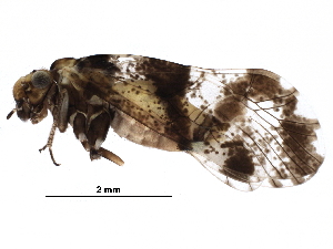  ( - BIOUG21052-D12)  @14 [ ] CreativeCommons - Attribution (2016) CBG Photography Group Centre for Biodiversity Genomics